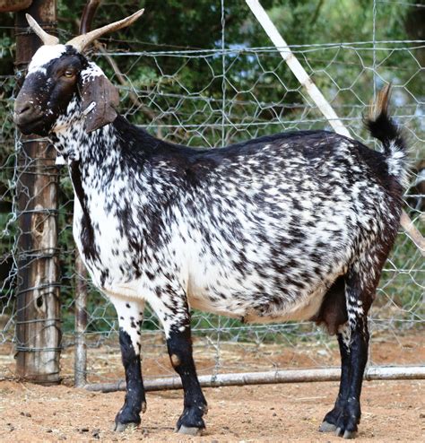 cape speckled goat indigenous veld goats
