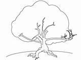 Baum Malvorlage Drucken Malvorlagen Ausdrucken sketch template