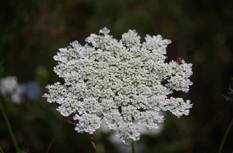 images gratuites la nature branche printemps produire botanique flore fleur blanche