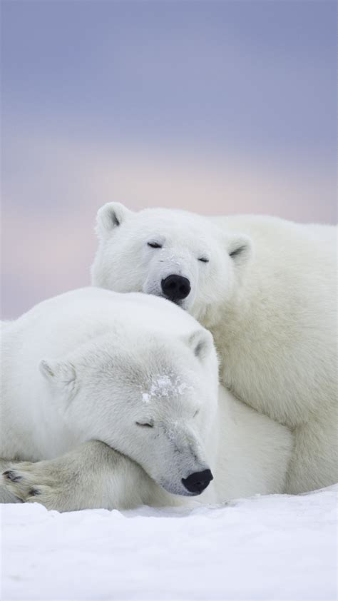 wallpaper polar bears cute animals winter  animals