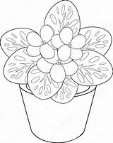Violet African Flower Drawing Pot Stock Getdrawings sketch template