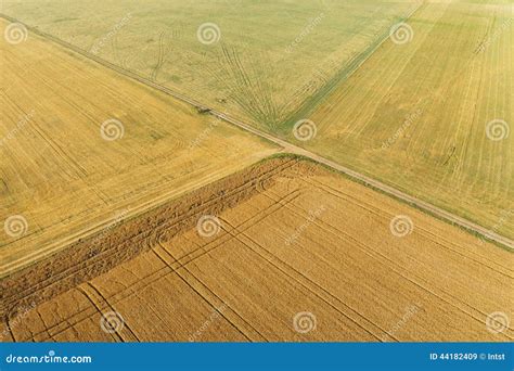 areal view  corn field stock image image  cultivation