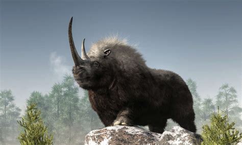 discover  lb woolly rhinoceros   deadly ft horn   animals