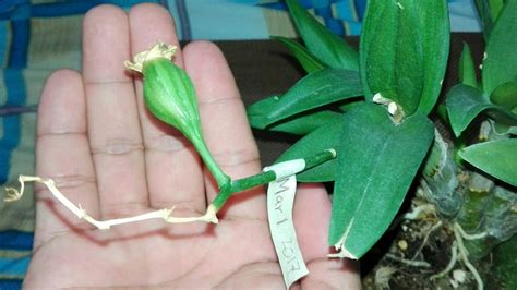 wow seed pod   orchids youtube
