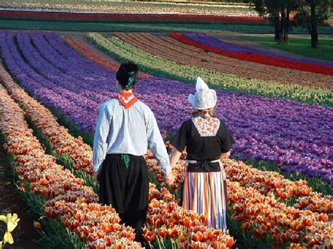 amazing tulip farms