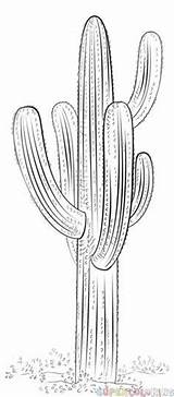 Cactus Saguaro Coloring Drawing Draw Pages Outline Printable Step Drawings Tutorials Dessin Kids Flower Sketch Supercoloring Plant Painting Desert Colorier sketch template