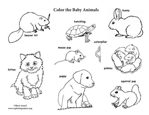 baby animal labeled coloring page