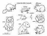 Coloring Animal Baby Animals Sheets Labeled Pdf Exploringnature sketch template