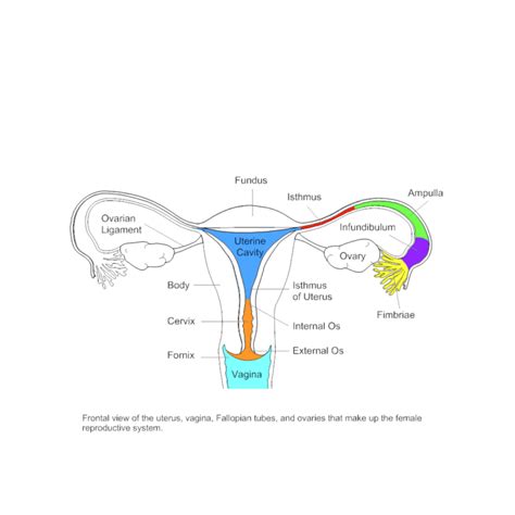 diagrams   female reproductive system  diagrams