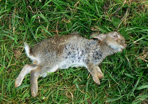 common   sudden death  rabbits jaguza farm support