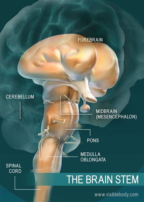 human brain anatomy  function