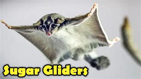 sugar gliders  cute sugar glider facts youtube