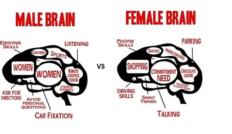 Man S Brain Vs Woman S Brain Identity Magazine