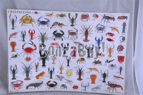 charts posters chart crustaceans  australia crayfish