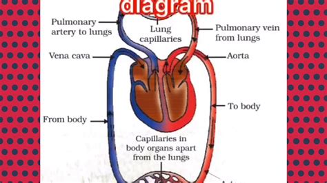 science class  chapter  life processes circulatory system part
