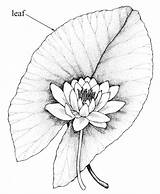 Nymphaea Tuberosa Water Lily Leaves Copyright sketch template