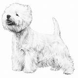 Terrier Highland West Coloring Dog Pages Westie Breed Template Designlooter Akc Appearance General Drawings Description Standard 61kb 700px sketch template