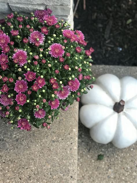 berry colored mums fall decor ideas fall mums white pumpkins rustic