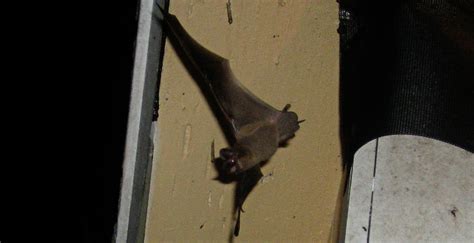 Bat Mating Habits