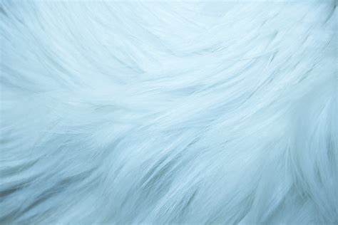 baby blue fur texture picture  photograph  public domain