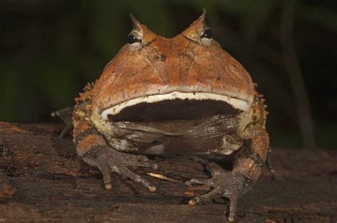 amazon horned frog amazing animals pinterest