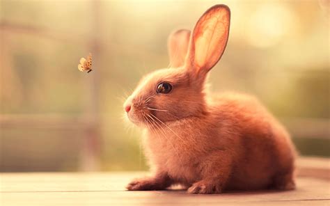 bunny cute hd animals  wallpapers images backgrounds