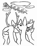 Reindeer Coloring Rudolph Pages Red North Pole Nosed Sleigh Christmas Nose Clipart Printable Drawing Santas Cliparts Kids Print Color Library sketch template