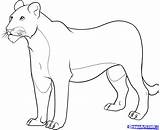Lioness Lion Female Draw Coloring Drawing Pages Step Colouring Drawings Printable Dragoart Kids Lions Cubs Projects School Lionesses Animals Drawn sketch template