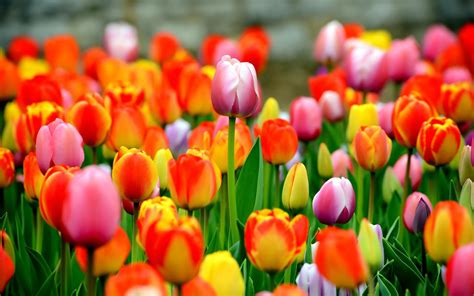 tulips wallpapers images  pictures backgrounds