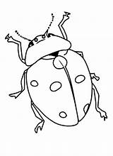 Beetle Coloring Pages Bug Lady Stag Color Colouring sketch template