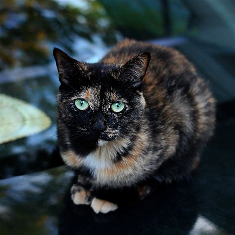 cool pictures  calico cats