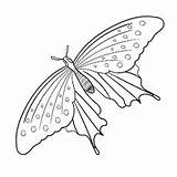 Butterfly Coloring Pages Swallowtail Giant Printable Top Kids Sheet sketch template