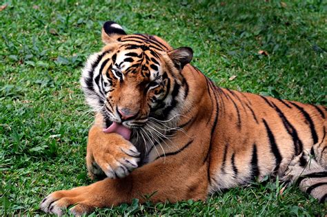 majestic bengal tiger