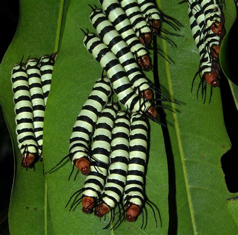 aposematic  gregarious caterpillars   saturniid moth arsenura cf