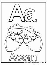 Acorn Acorns sketch template