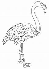 Coloring Pages Flamingo Pink Feather Feathers Bird Wing Color Getcolorings Birds Colorin Library Getdrawings Kids Printable Popular Books sketch template