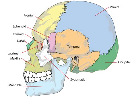 human skull anatomy  physiology