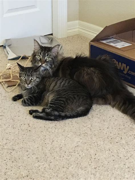 our normal sized cat with his maine coon buddy aww