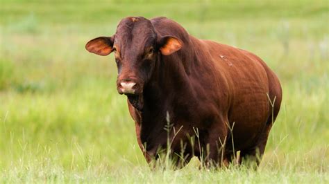 implementing bos indicus influenced cattle  utah  hybrid vigor usu