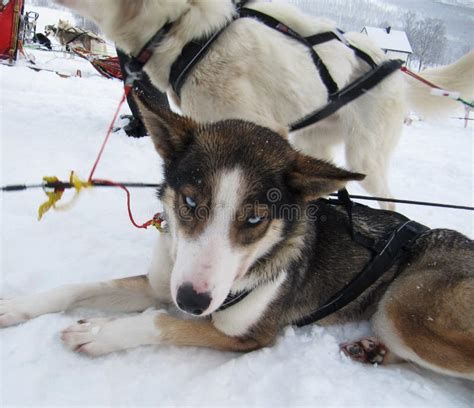 alaskan husky sled dogs stock photo image  sports