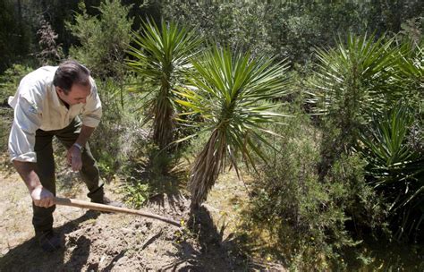 Un 60 De Las Plantas Invasoras De España Proceden De La Jardinería
