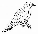 Pigeon Coloring Pages Kids Printable Bestcoloringpagesforkids sketch template
