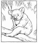 Koala Coloring Pages Kids Printable Bear Animal Australian Koalas Cute Color Bestcoloringpagesforkids Animals Print Drawings Drawing sketch template