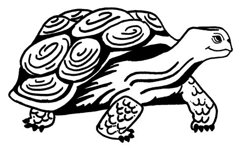 printable turtle coloring pages  kids animal place