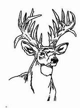Coloring Deer Pages Buck Adult Sheets Hunting Whitetail Head Adults Tailed Wood Books Burning Color Printable Patterns Print Doe Getcolorings sketch template