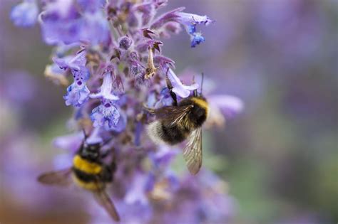 de beste bloeiende planten voor bijen en hommels gardeners world