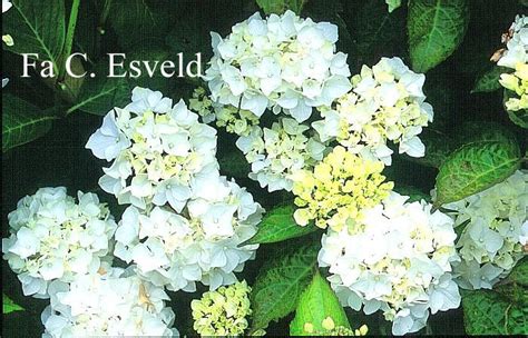 hydrangea macrophylla immaculata