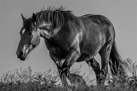 animal grayscale photography  horse hd wallpaper wallpaper flare