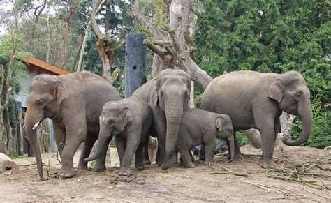 alles  de aziatische olifant ontmoet onze dieren dierenpark amersfoort