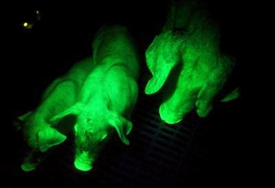 transgenic pigs glow green science fiction   news